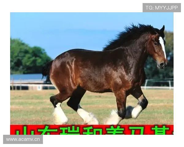 富里睡醒发现自家马场又多了一匹纯血马，账单比对手的拳头还狠