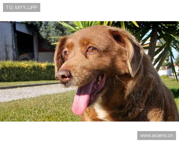 特雷·杨家的狗都比你我活得精致